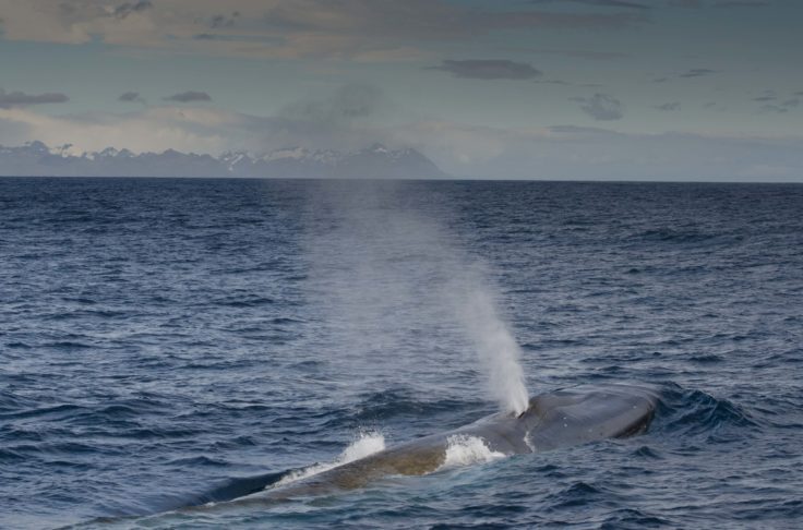 The team sighted 55 Blue whales during the 2019/20 research expedition to South Georgia. Photo credit_Martin Collins