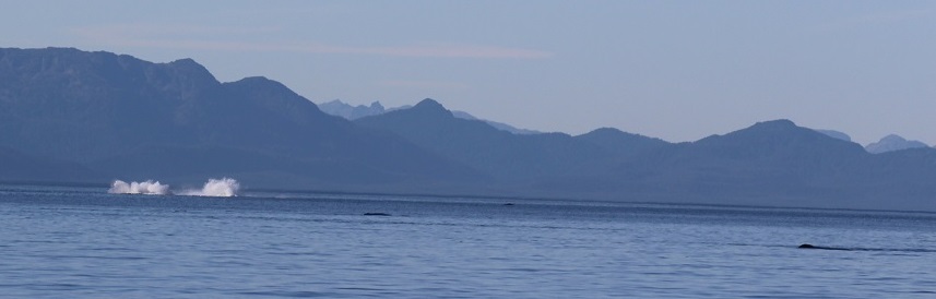Alaska Humpback whales